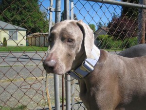 weim happy dog